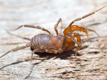Media type: image; Invertebrate Zoology 152679   Description: live specimen;